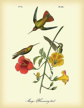 芒果蜂鸟 – 4200×5400px
