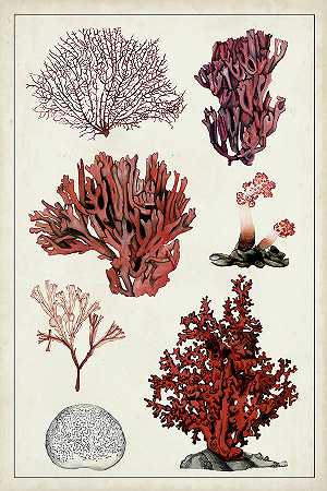 古董珊瑚研究2 – 6000×9000px
