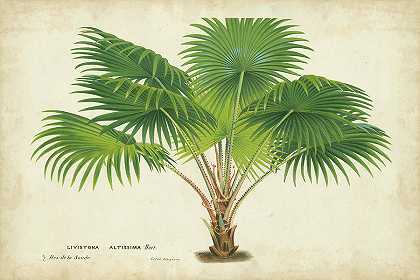 热带棕榈 – 7200×4800px