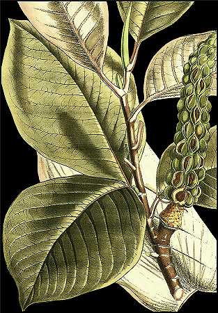 宁静的热带树叶2 – 4651×6676px