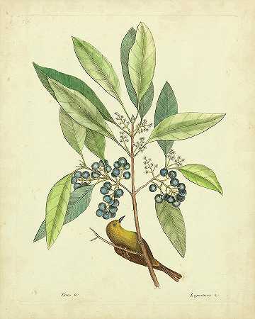 凯茨比鸟类与植物V – 4800×6000px