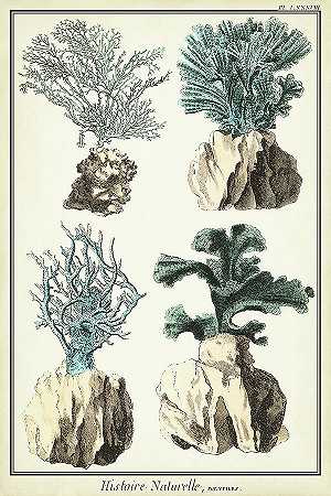 珊瑚种类三 – 4800×7200px