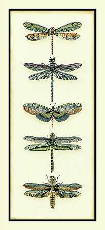 蜻蜓收藏家II – 3600×7800px