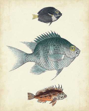 古董鱼类三 – 6000×7500px
