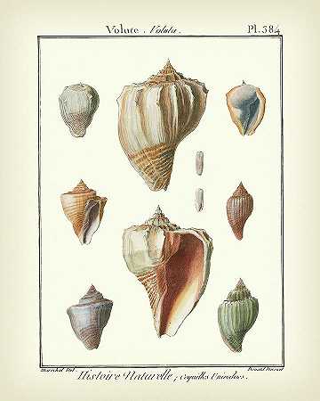 蜗壳，Pl.384 – 4800×6000px