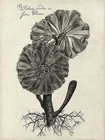 桑顿肉质植物II – 5400×7200px