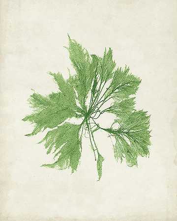 橄榄石海藻I – 4800×6000px
