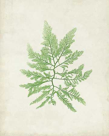 橄榄石海藻II – 4800×6000px