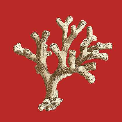 红珊瑚II – 4500×4500px