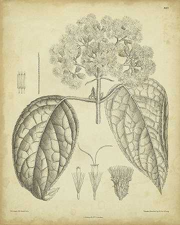 古董柯蒂斯植物一号 – 4800×6000px