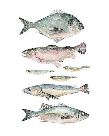 鱼类成分II – 4800×6000px