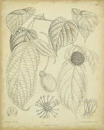 古董柯蒂斯植物IIi – 4800×6000px