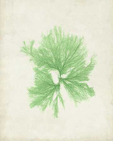 橄榄石海藻IIi – 4800×6000px