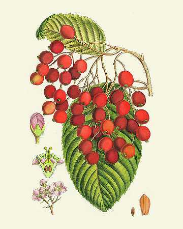 深红色浆果II – 4800×6000px