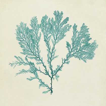 彩色海藻Viii – 4500×4500px