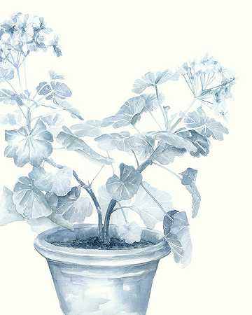 蓝色天竺葵I – 7200×9000px