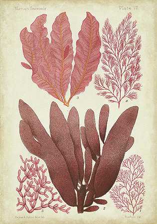 珊瑚中的海藻标本Iv – 4200×6000px