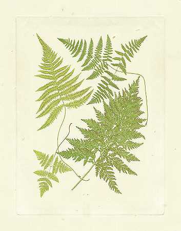 蕨类植物 – 3300×4200px