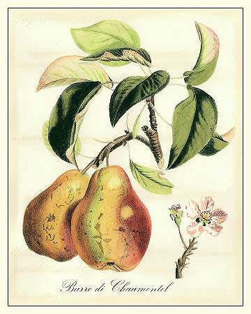 Tuscan Fruits IV – 4800×6000px