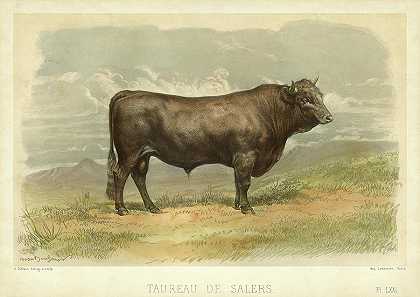 塞勒斯公牛 – 7200×5100px