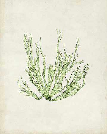 橄榄石海藻Iv – 4800×6000px