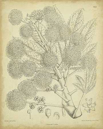 古董柯蒂斯植物Iv – 4800×6000px
