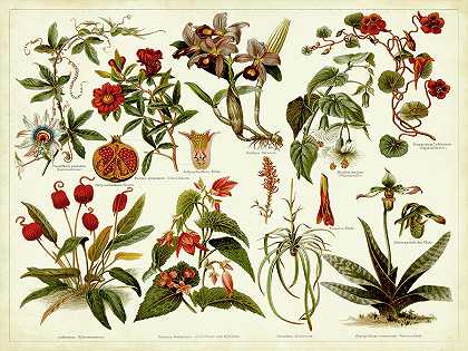 热带植物学图表二 – 7200×5400px