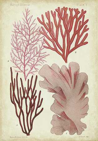 珊瑚中的海藻标本IIi – 4200×6000px