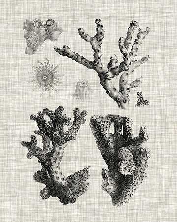 珊瑚标本一 – 4800×6000px