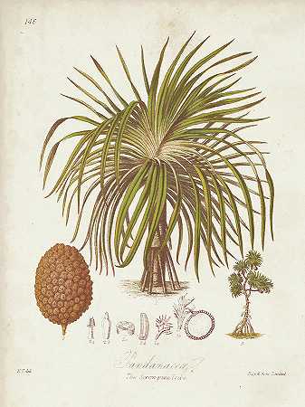 古董热带棕榈II – 5400×7200px