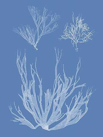 海藻蓝型Ⅰ – 5400×7200px