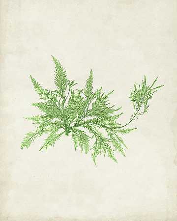 橄榄石海藻V – 4800×6000px
