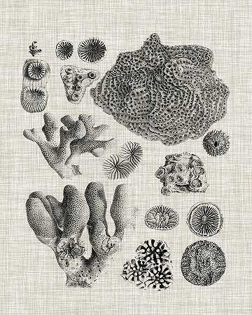 珊瑚标本二 – 4800×6000px