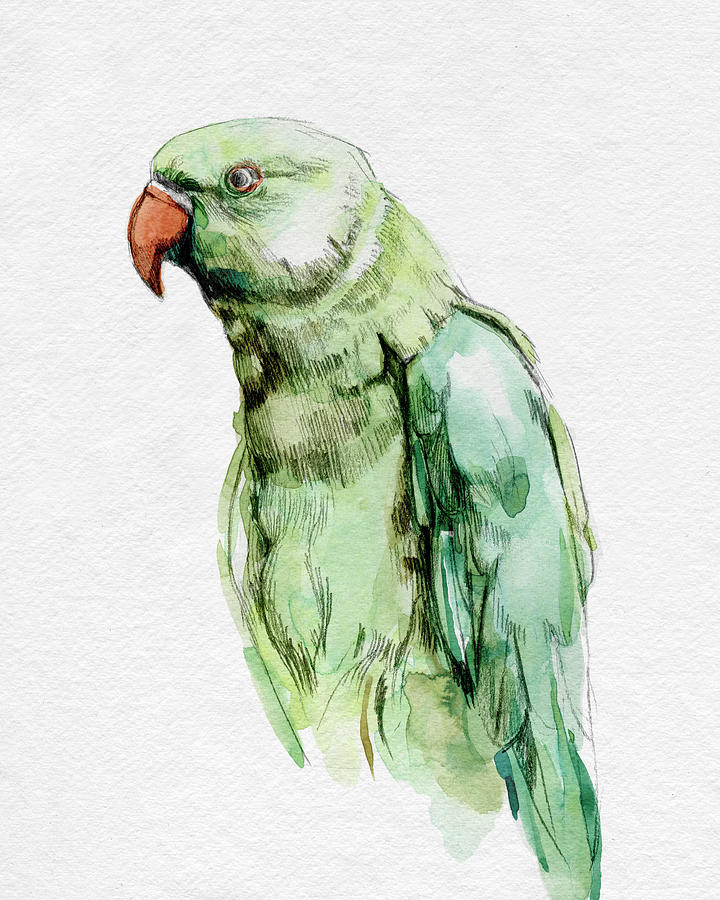 明亮的鹦鹉肖像一 – 4800×6000px