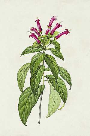 美丽粉红植物Viii – 4800×7200px