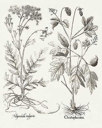 乌贼墨植物Viii – 4800×6000px