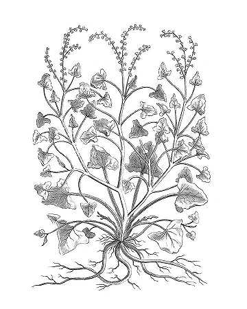 B&w植物标本Viii – 4800×6000px