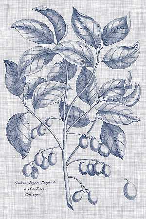 海军蓝亚麻植物II – 4800×7200px