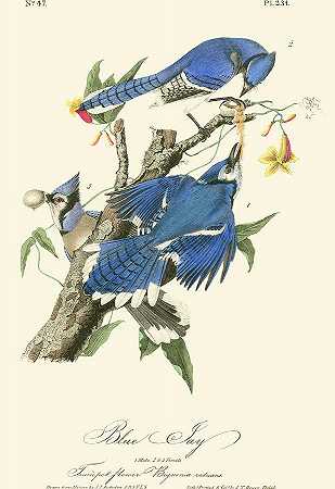 奥杜邦蓝鸟 – 3300×4800px