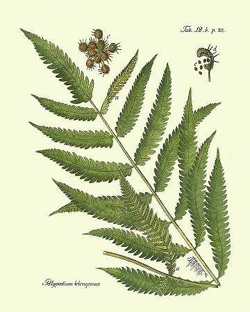 古董蕨类植物II – 4800×6000px