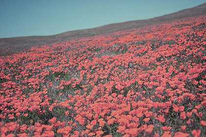 加州花朵IIi – 6000×4000px