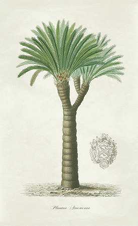 棕榈树苏铁冠 – 2789×4550px