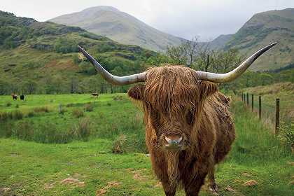 苏格兰高地牛IIi – 5650×3767px