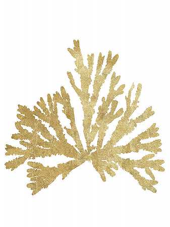 太平洋海苔Iv黄金作物 – 6300×8400px