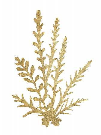 太平洋海苔IIi黄金作物 – 6300×8400px