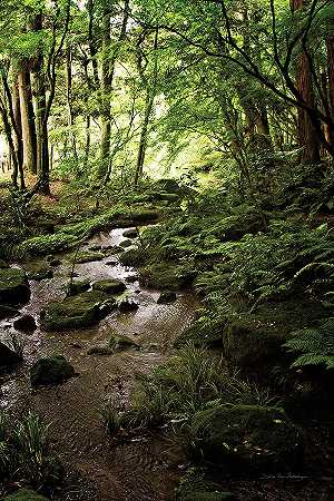 森林中郁郁葱葱的小溪 – 4096×6144px