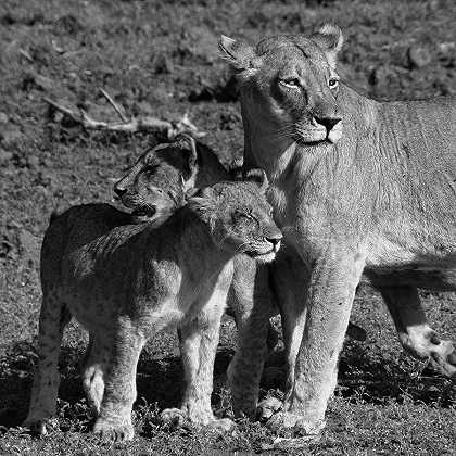 母狮和幼崽 – 6000×6000px