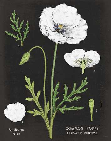 白色罂粟图 – 6616×8400px