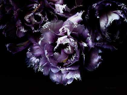 紫色流苏郁金香II – 7749×5826px