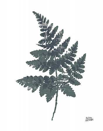 蕨类植物II – 3300×4200px